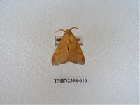 藏品(直帶黃枯葉蛾)的圖片